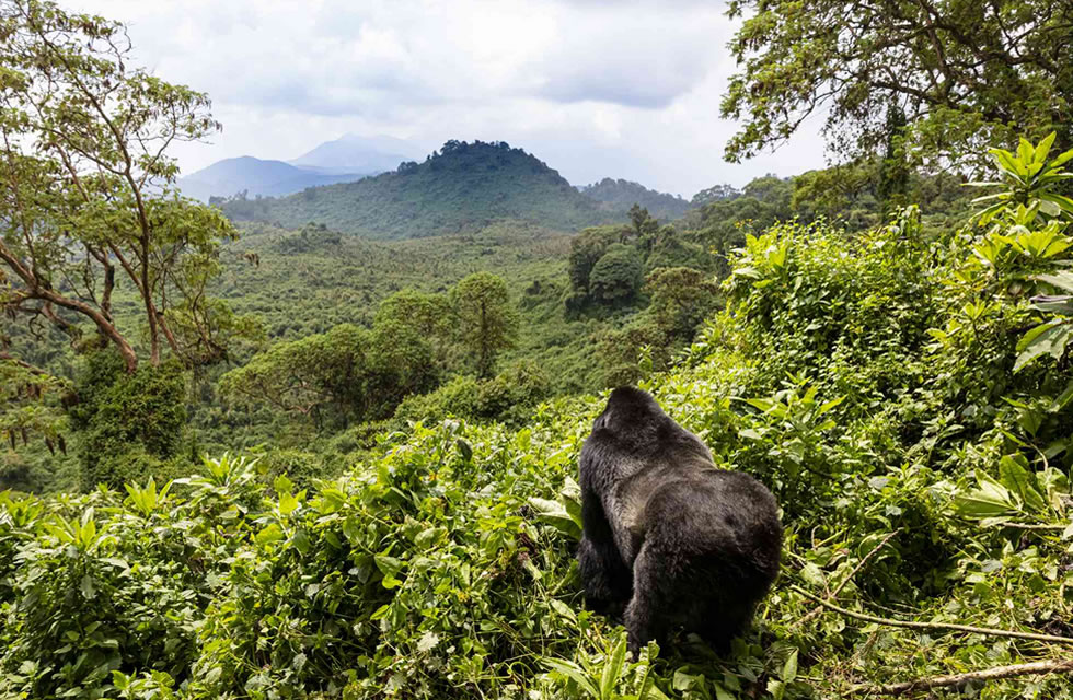 Rwanda Gorillas