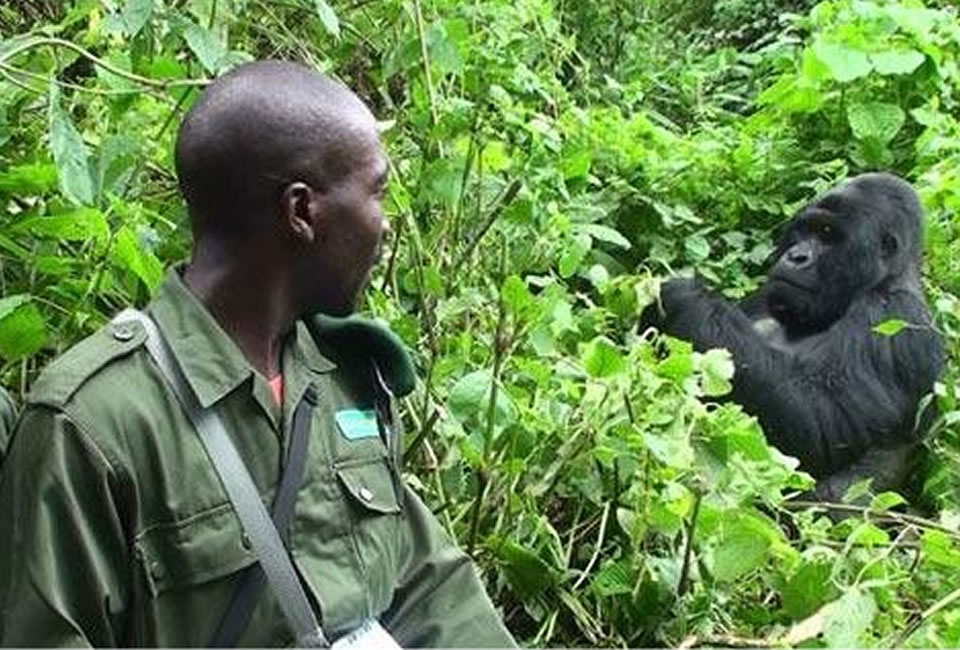 Gorilla Safari